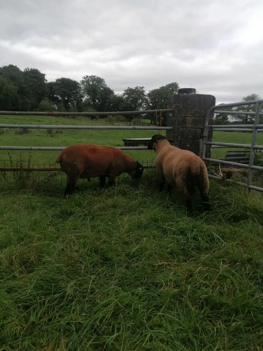 Suffolk Shearlings - Image 3