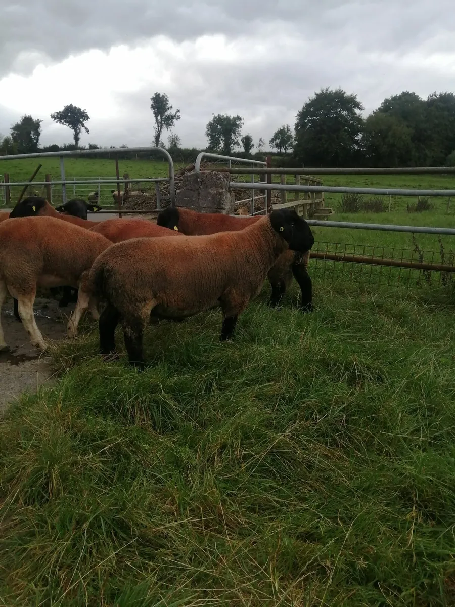 Suffolk Shearlings - Image 4