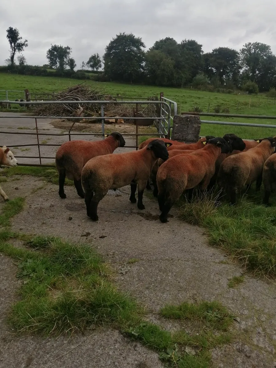 Suffolk Shearlings - Image 1