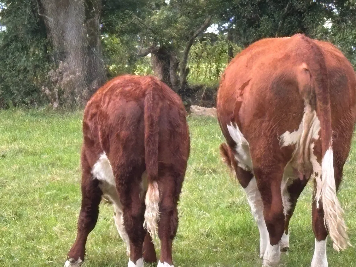 Pedigree Hereford Clearance - Image 2