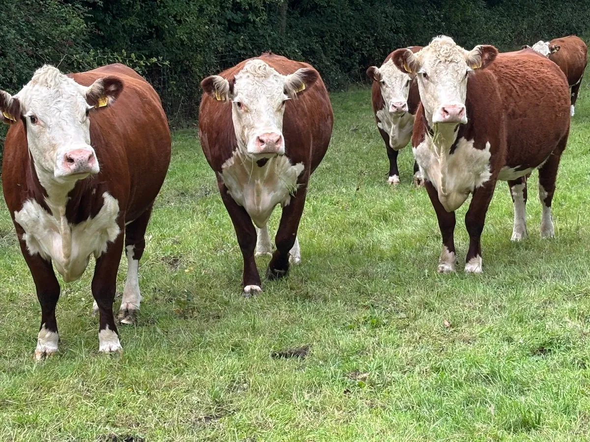 Pedigree Hereford Clearance - Image 3