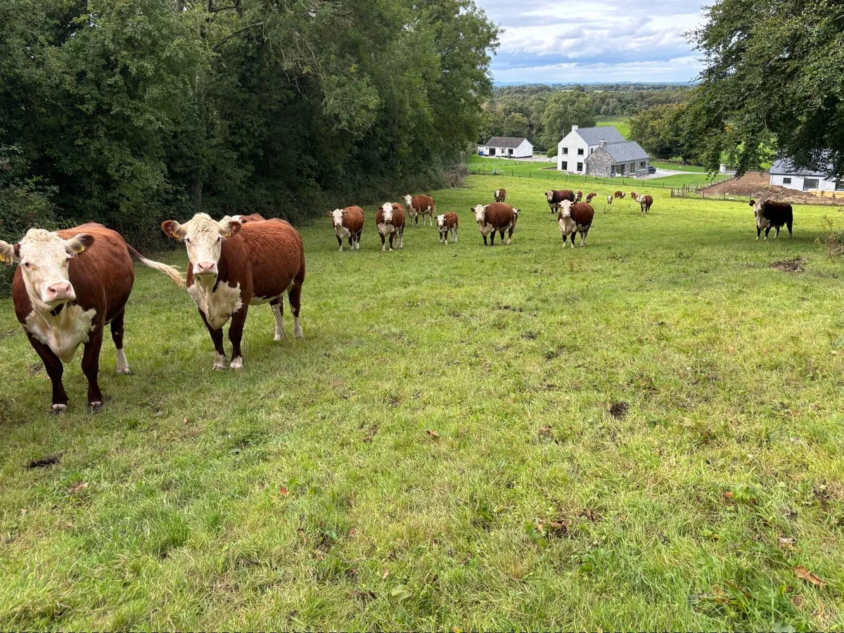 Pedigree Hereford Clearance - Image 1