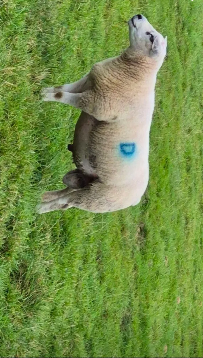 Sheep
