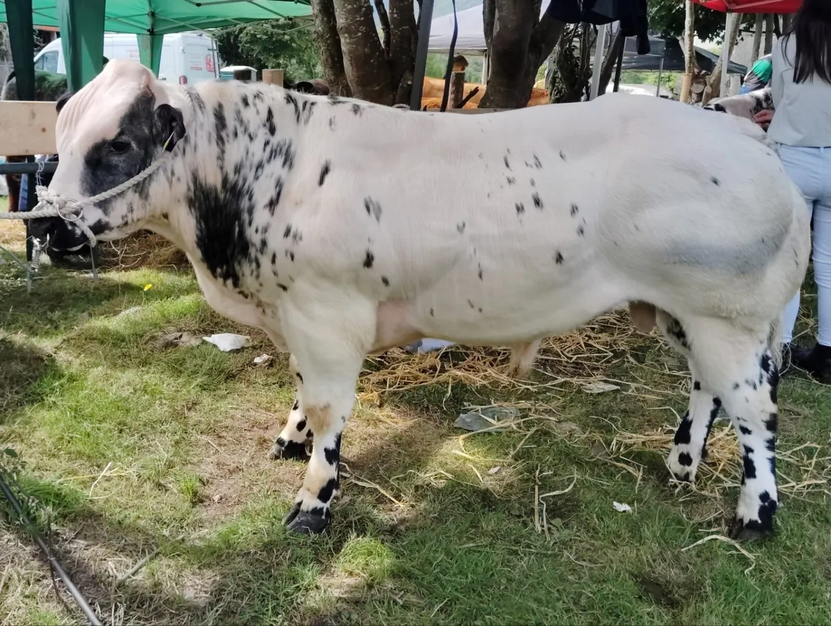 Pure Bred BB for Sale in Kanturk Tuesday 9th Sept - Image 1