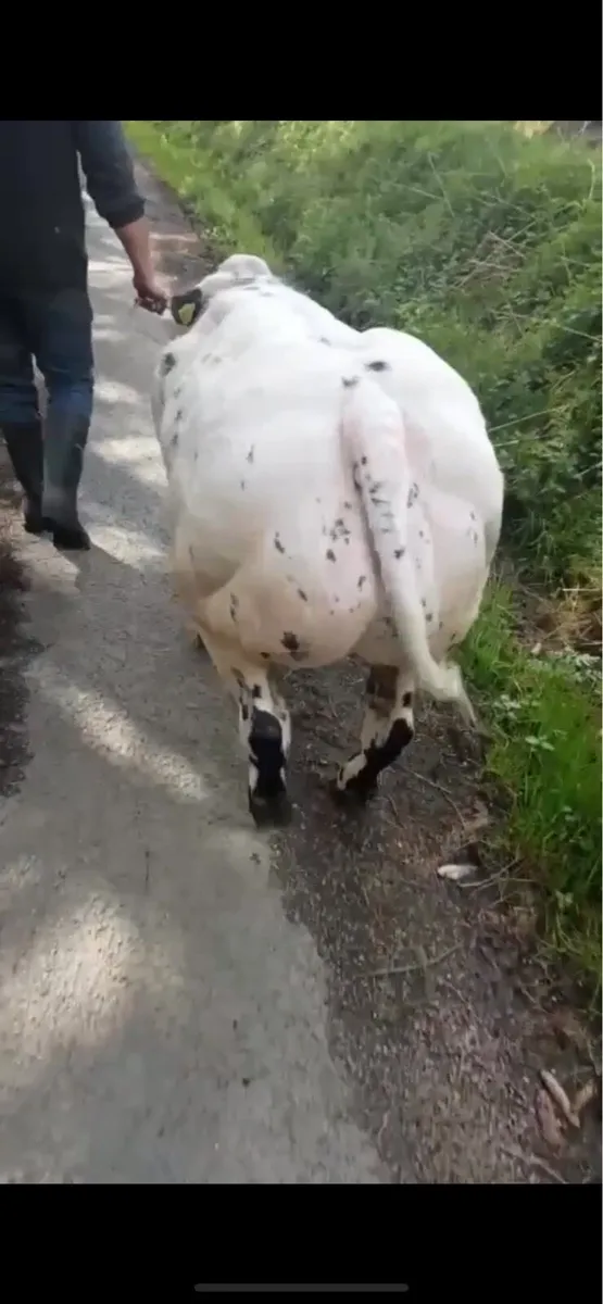 Pure Bred BB for Sale in Kanturk Tuesday 9th Sept - Image 3