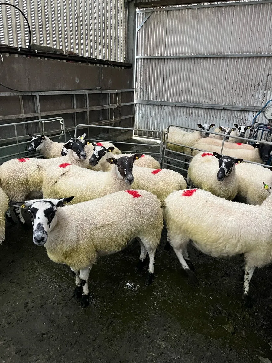 Young ewes - Image 1
