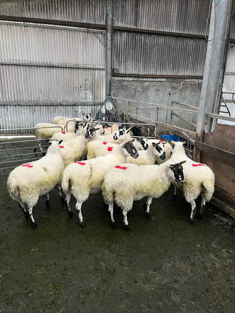 Young ewes - Image 2