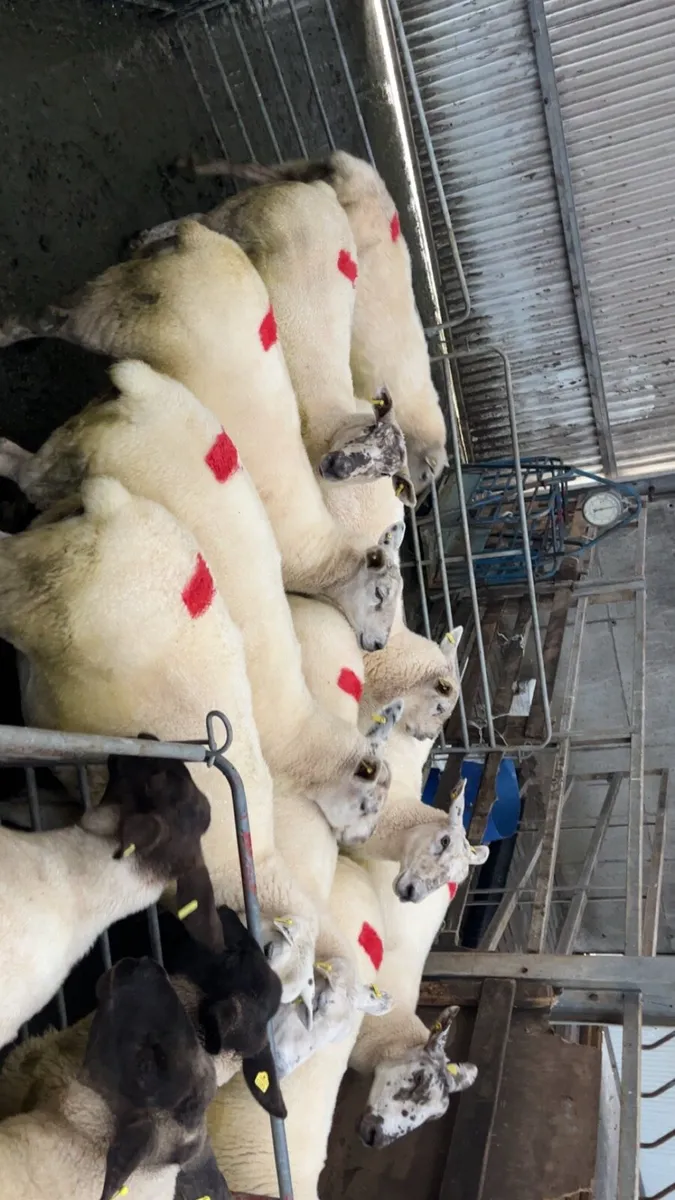Young ewes - Image 3