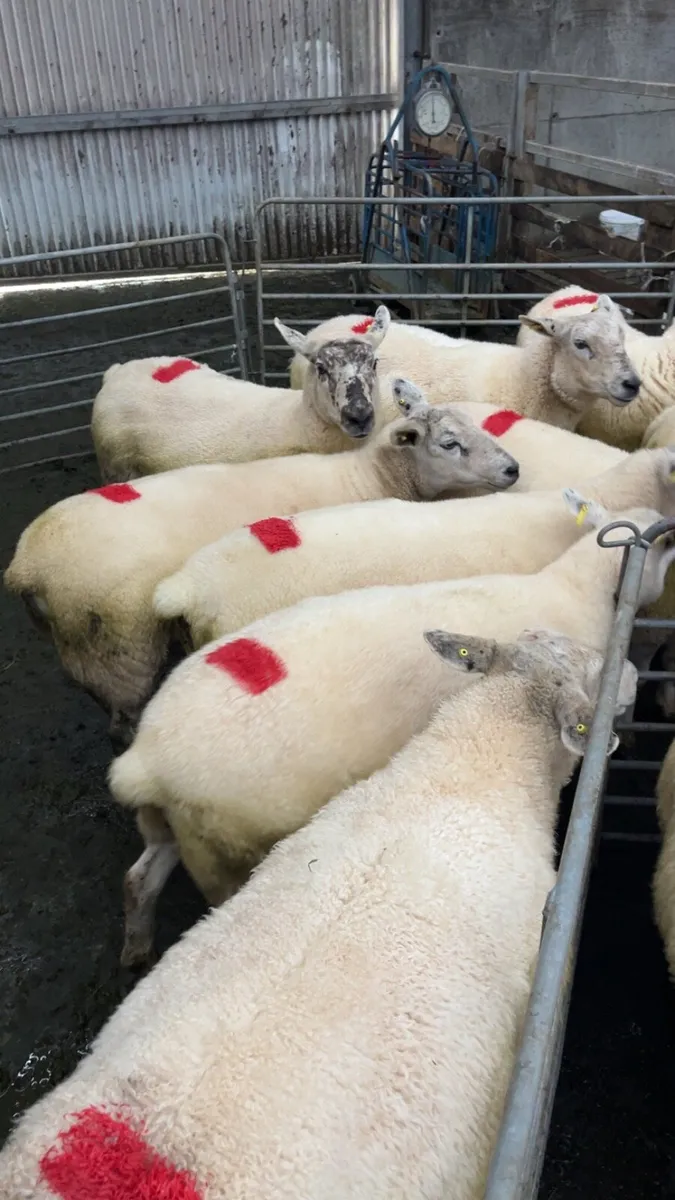 Young ewes - Image 4