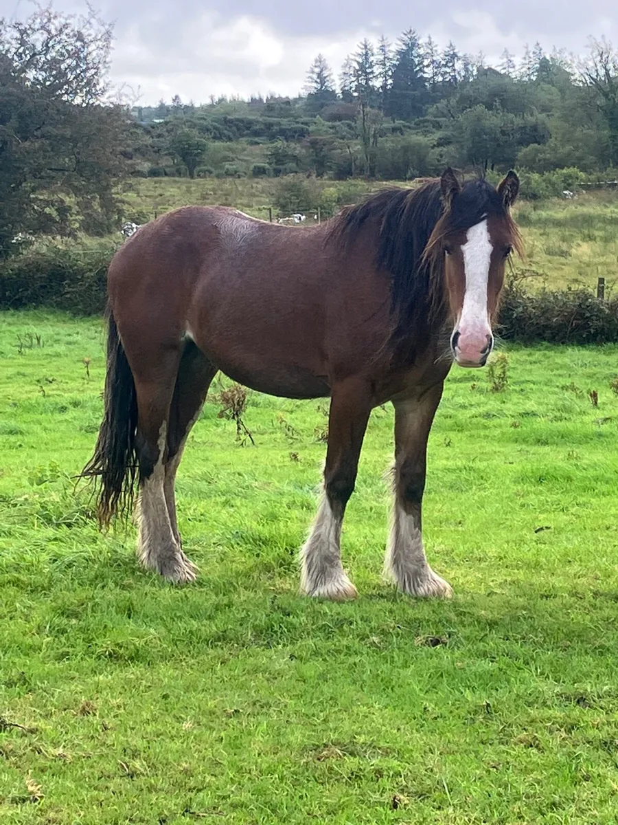 Filly - Image 3