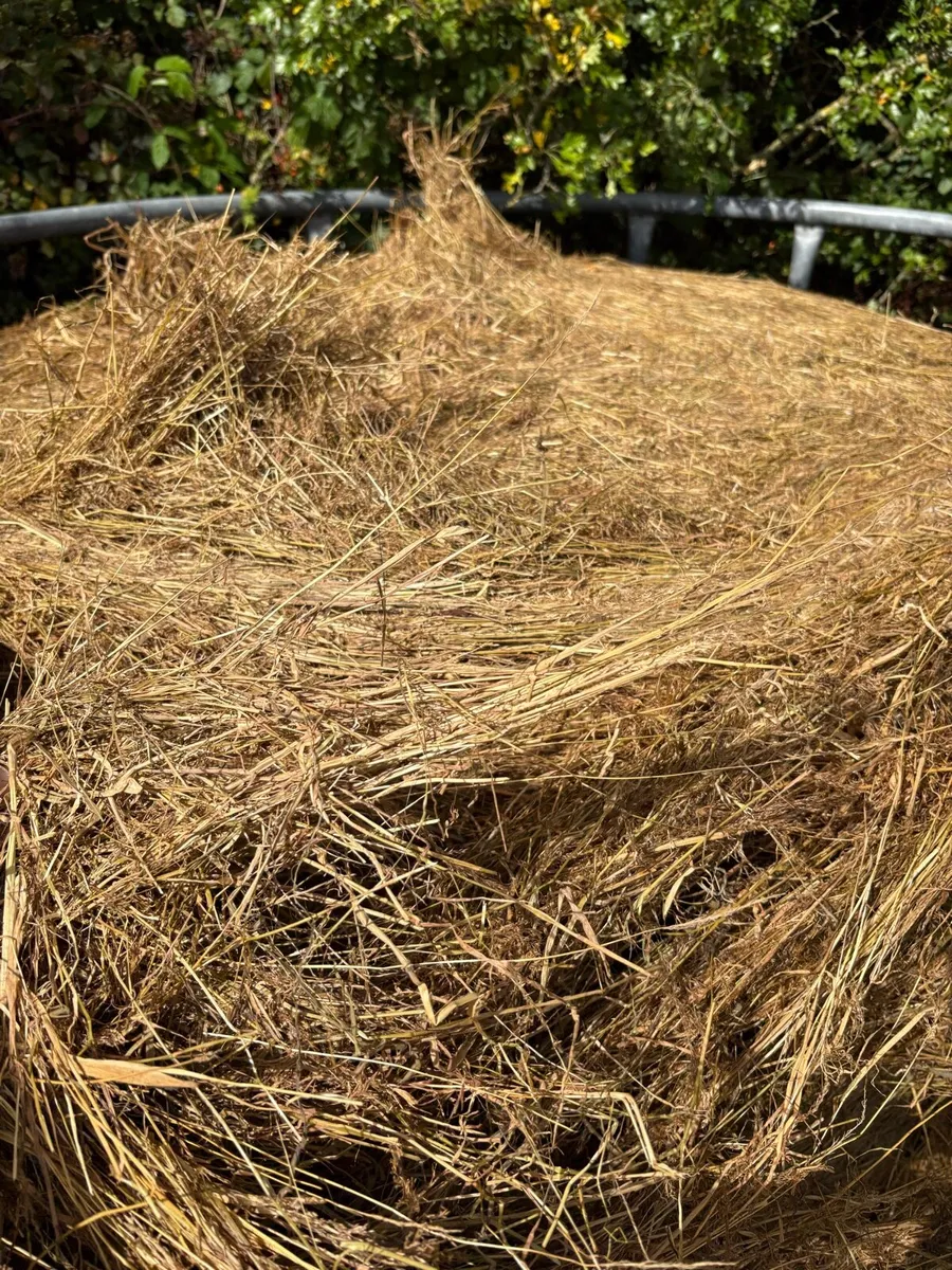 Top Quality Haylage - Image 2