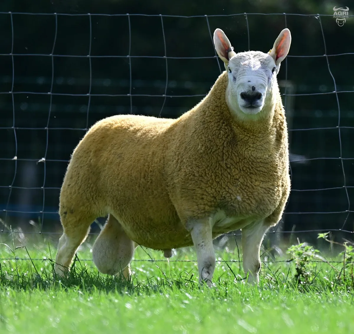 Cheviot tups - Image 1