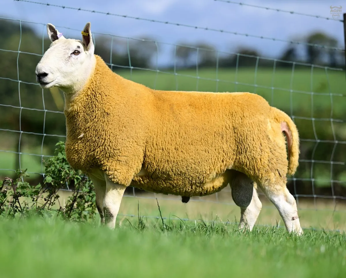 Cheviot tups - Image 2