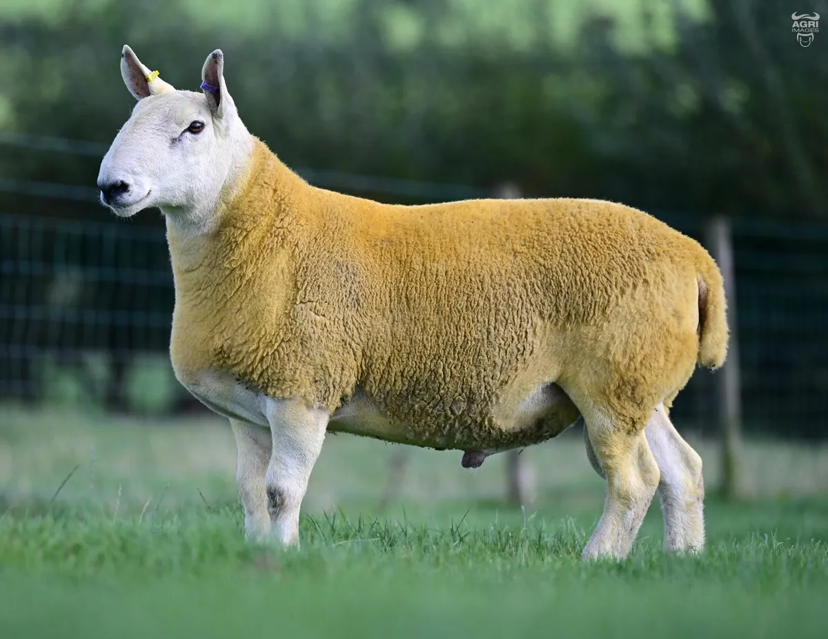 Cheviot tups - Image 3