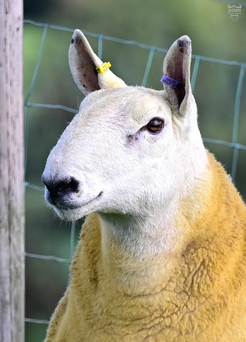 Cheviot tups - Image 4