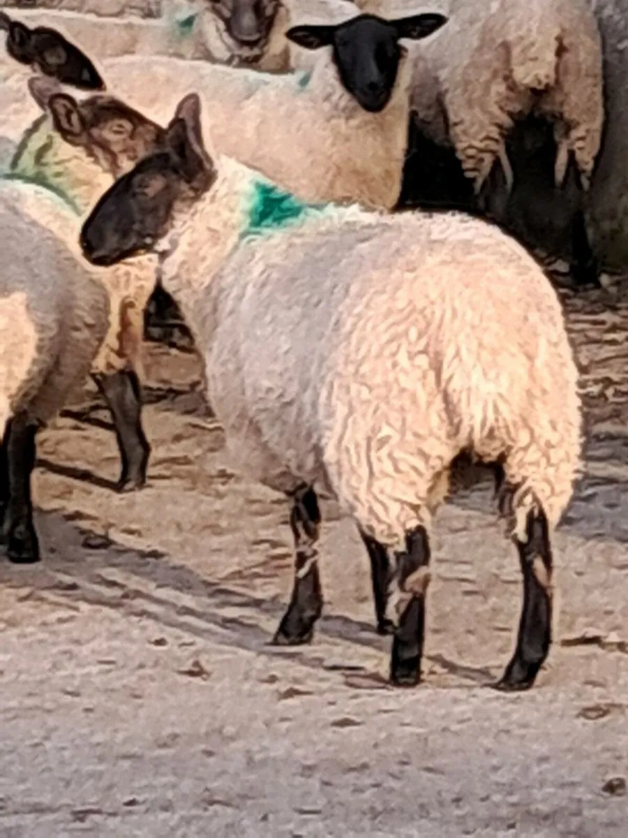 Ewe Lambs - Image 2