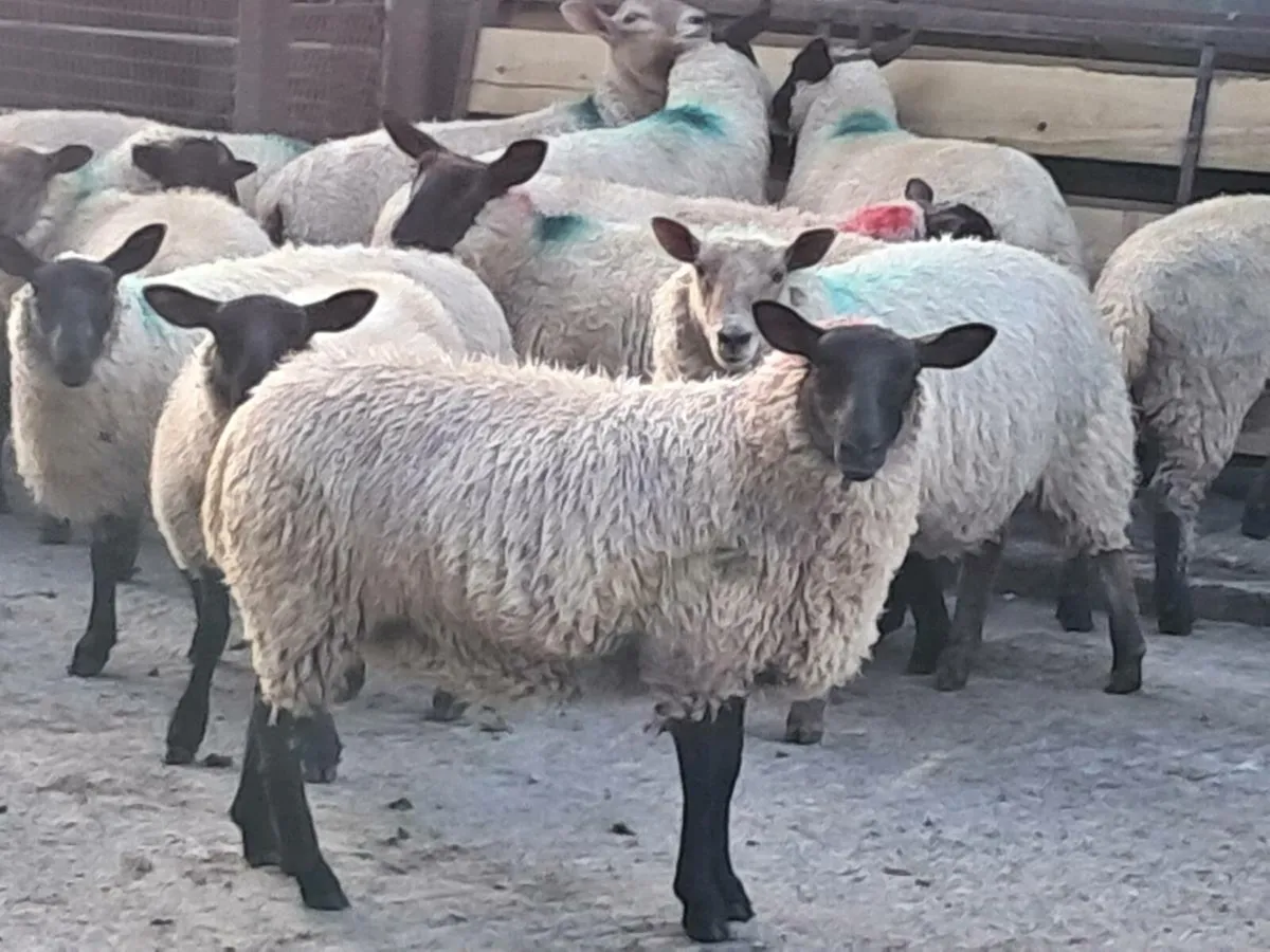 Ewe Lambs - Image 1