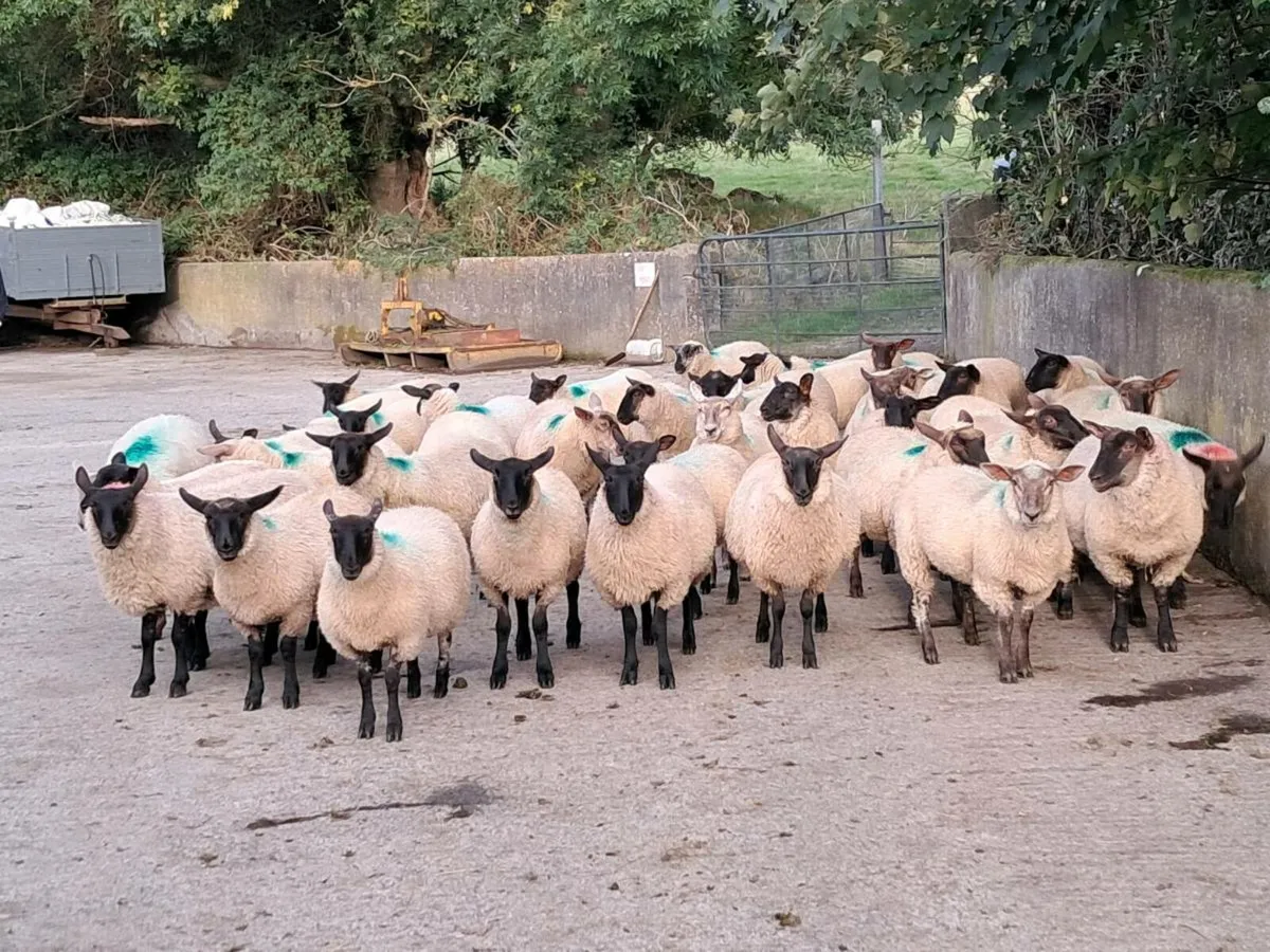 Ewe Lambs - Image 4