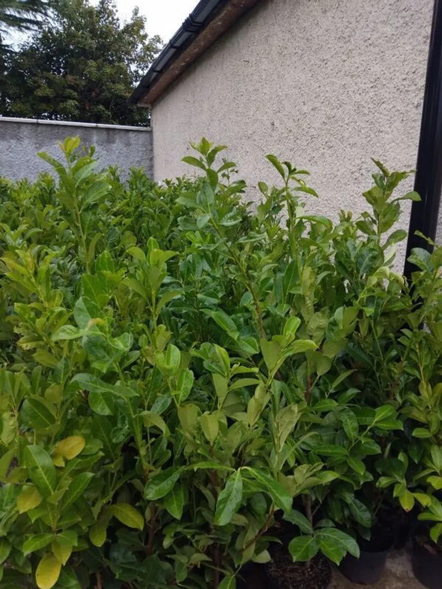 2 Foot Tall Potted Laurel