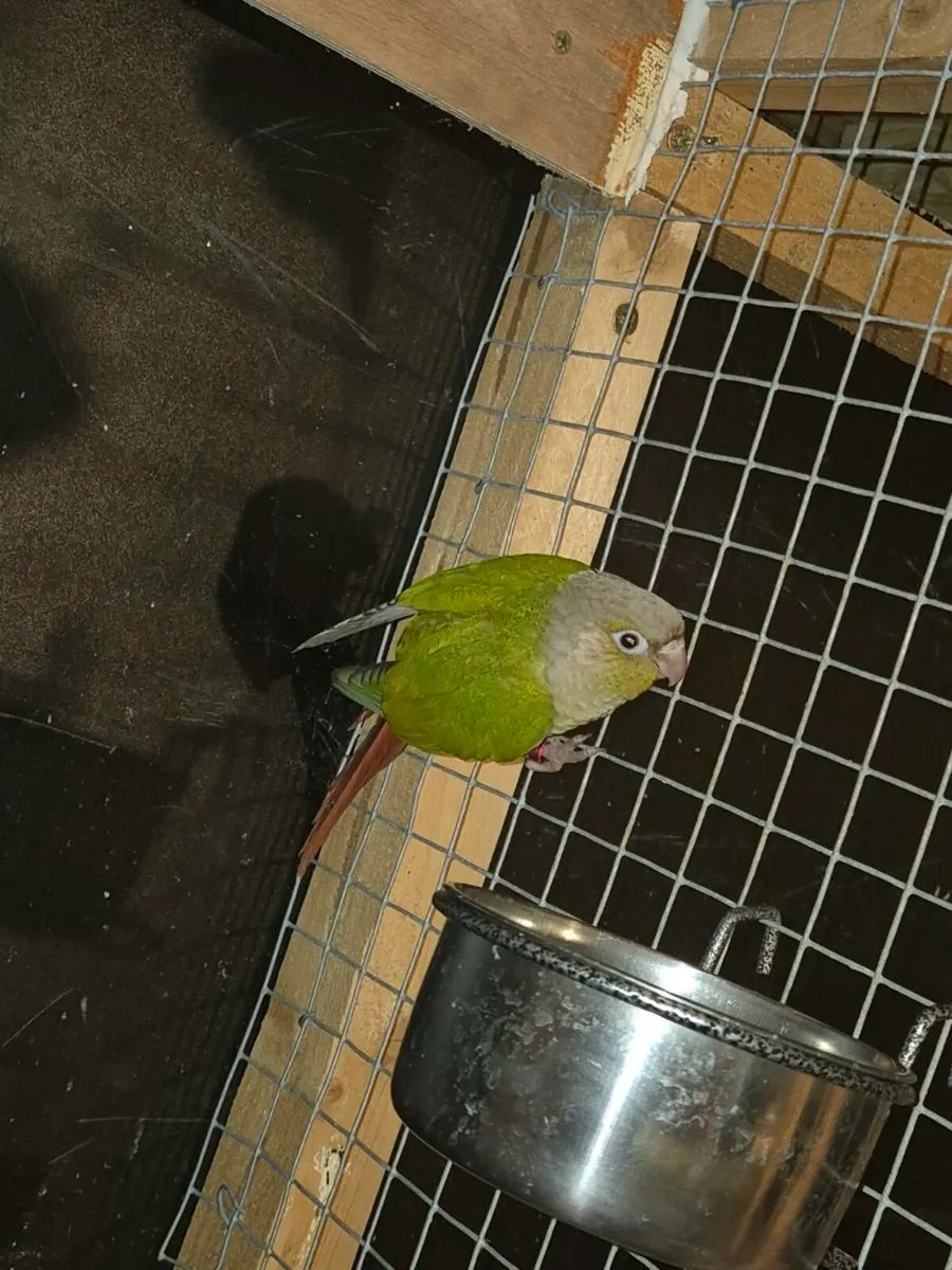 Lop robbit and conure birds and blackwing budgie - Image 4