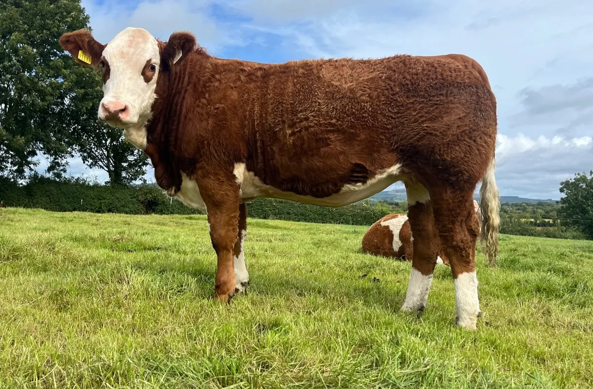 Polled Pedigree Yearling Heifer - Image 2