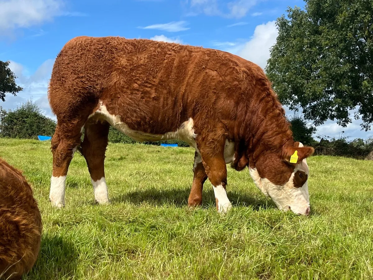 Polled Pedigree Yearling Heifer - Image 1