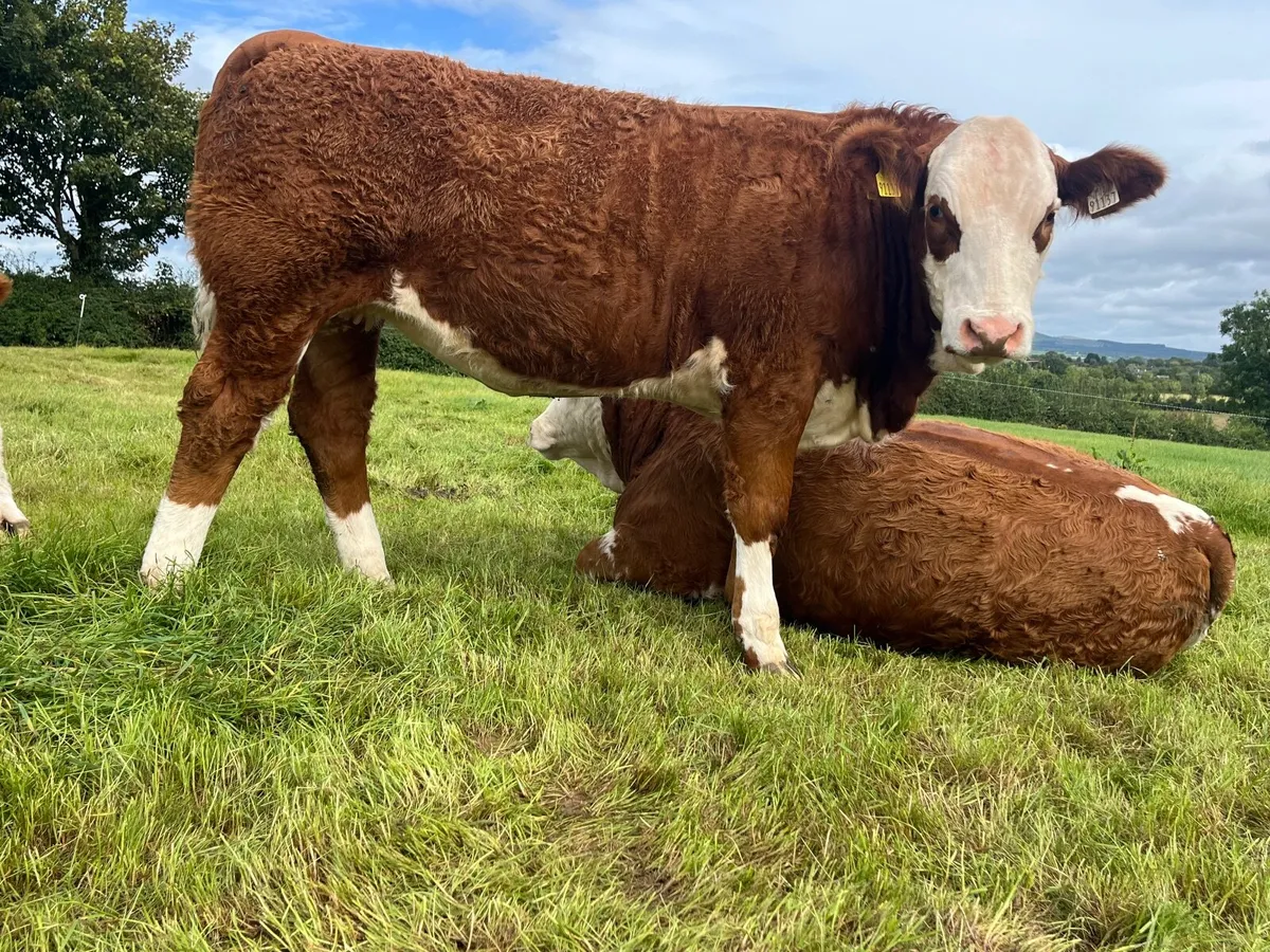 Polled Pedigree Yearling Heifer - Image 3