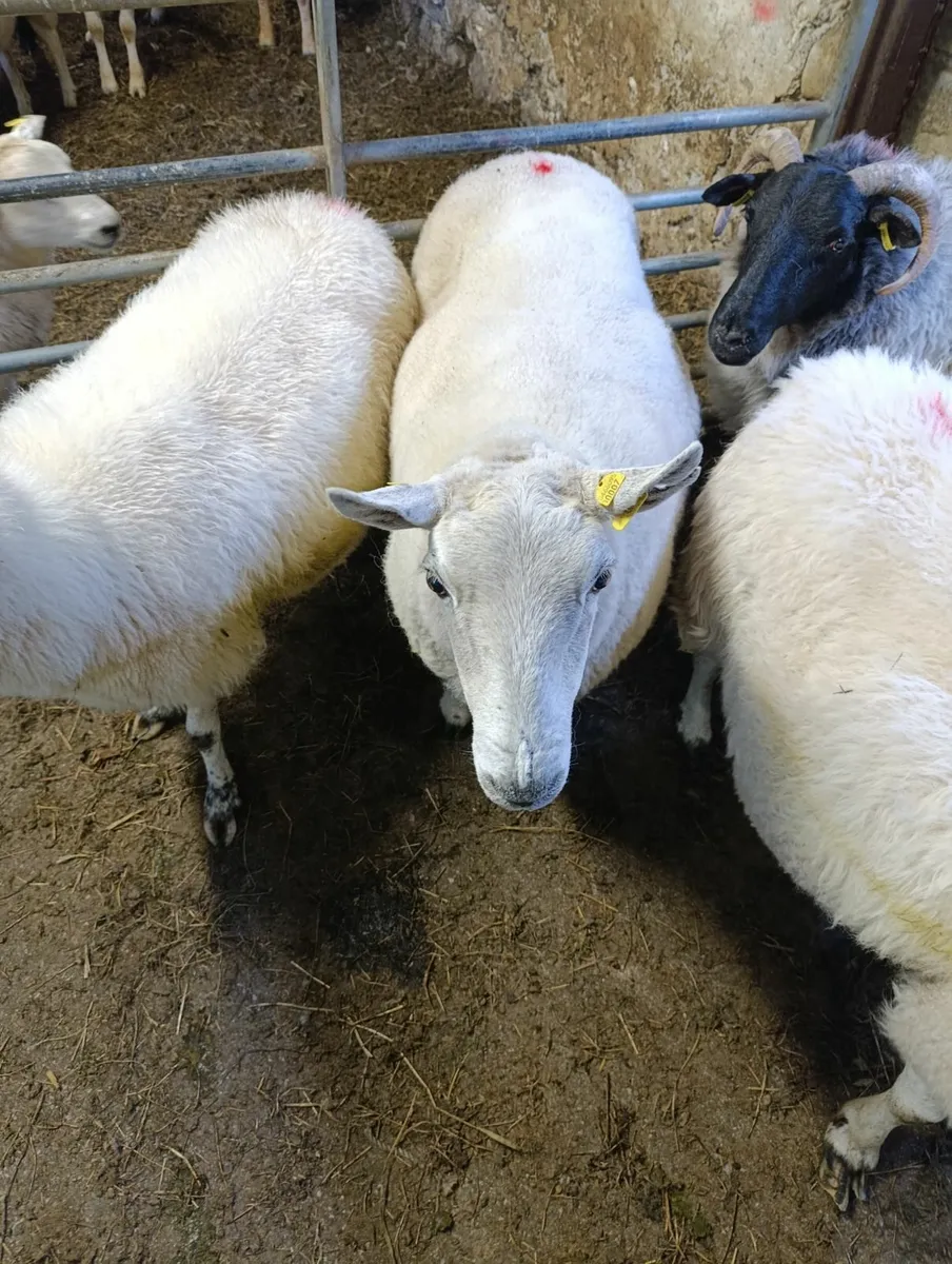 Ewes - Image 1