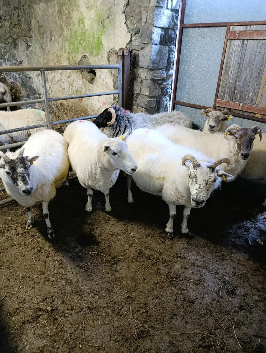 Ewes - Image 2