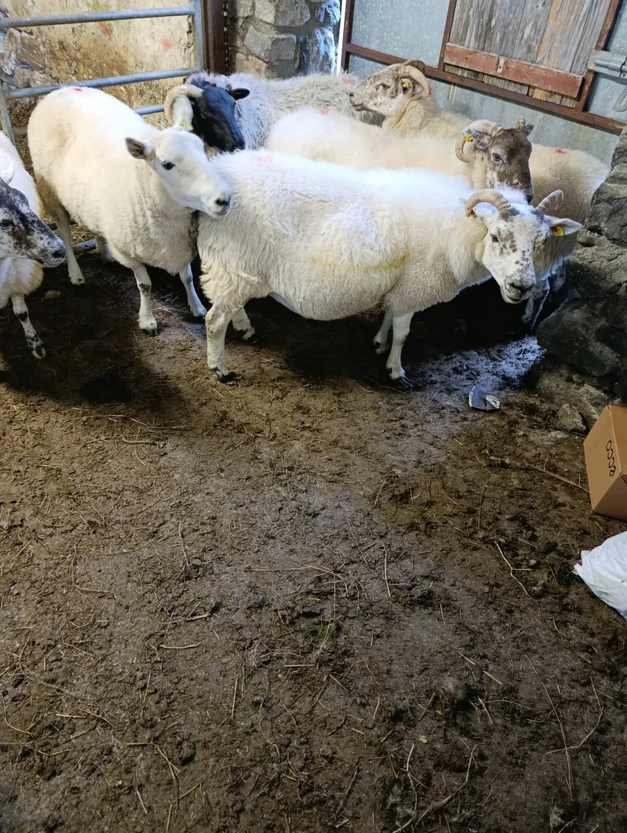 Ewes - Image 3
