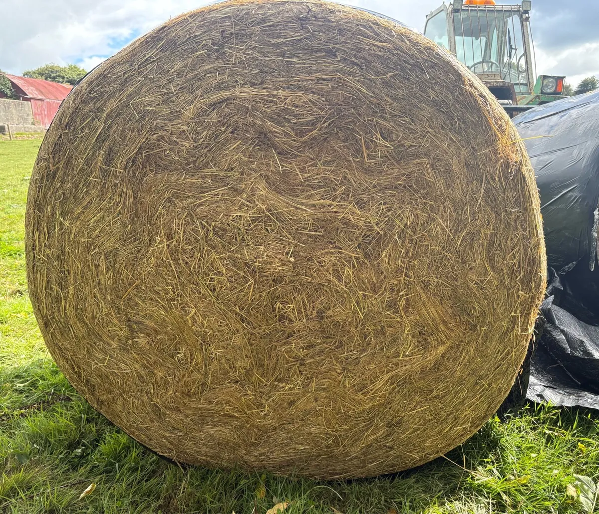 Top Quality Haylage - Image 1