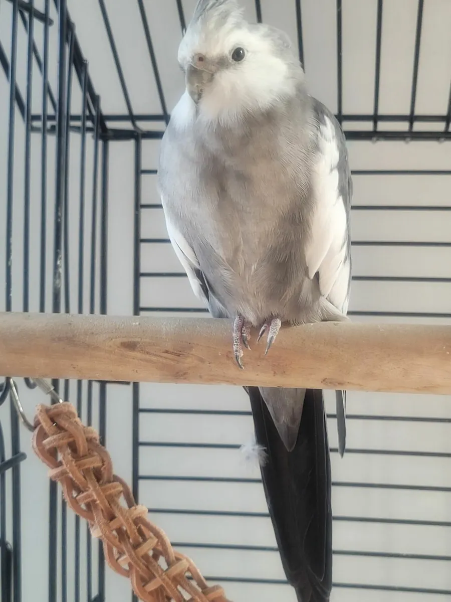 Cockatiel birds - Image 1