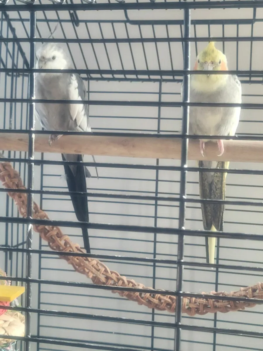 Cockatiel birds - Image 3