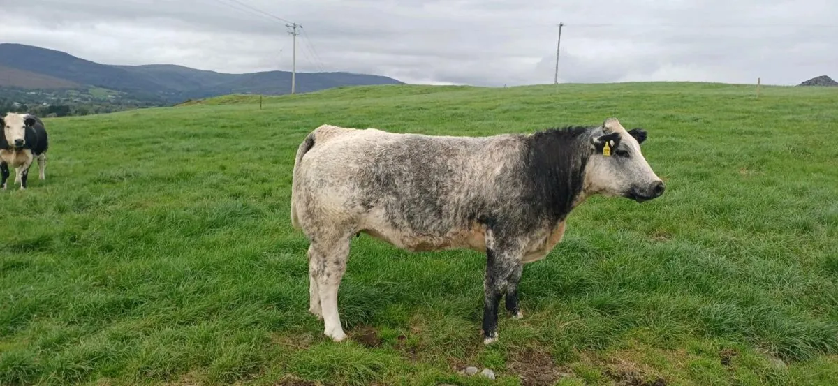 ⭐️⭐️Kenmare Suckler Sale Friday 12th @ 5pm⭐️⭐️