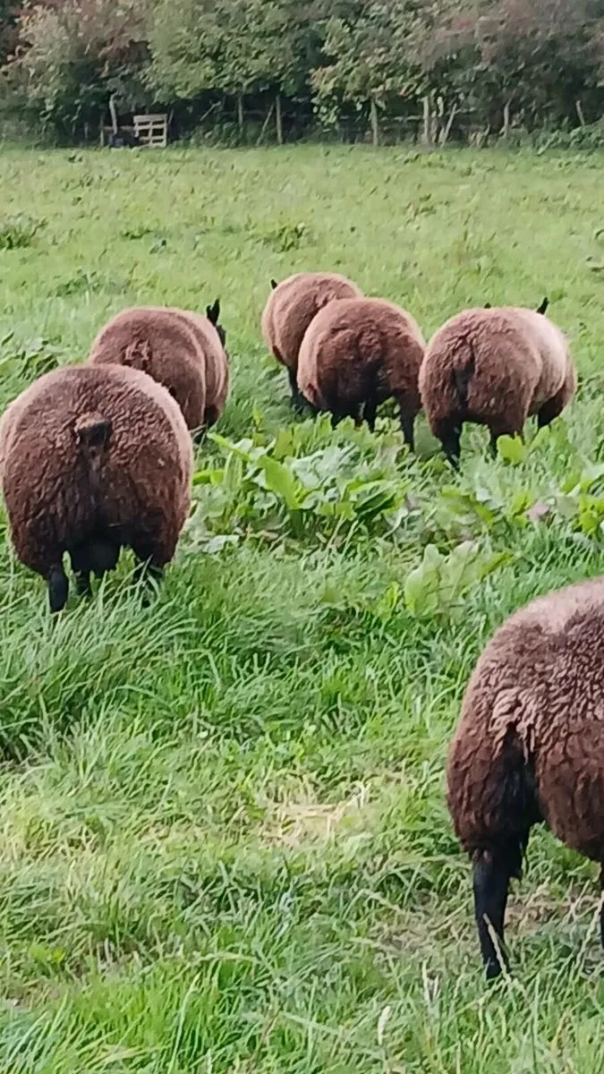 Blue Texel SIS Ram Lambs and Ewe Lambs - Image 1