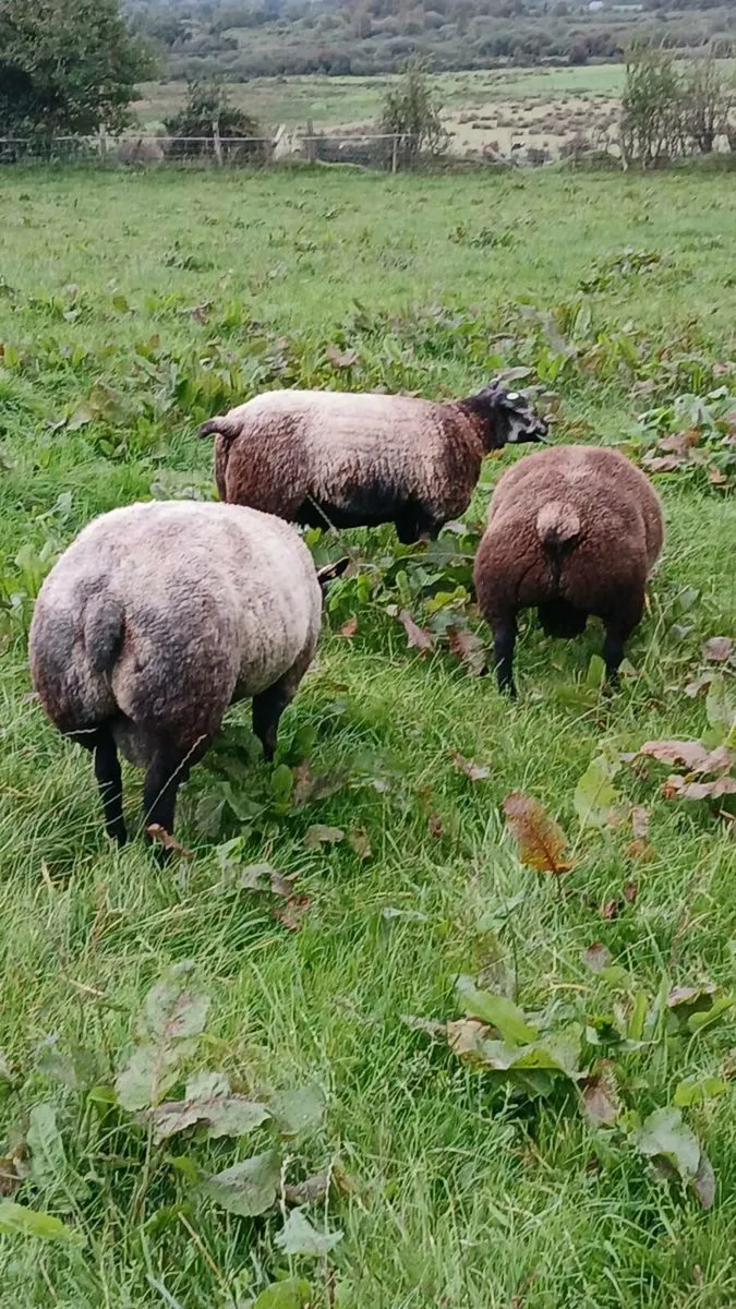 Blue Texel SIS Ram Lambs and Ewe Lambs - Image 2