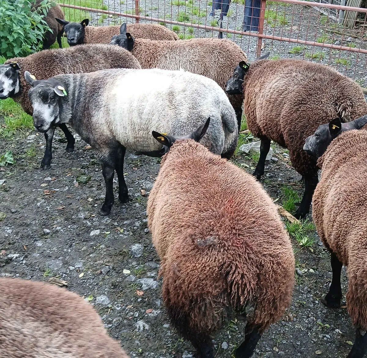 Blue Texel SIS Ram Lambs and Ewe Lambs - Image 3