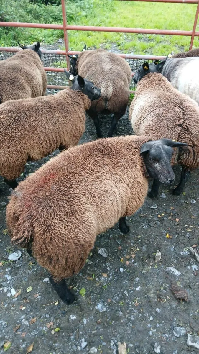 Blue Texel SIS Ram Lambs and Ewe Lambs - Image 4