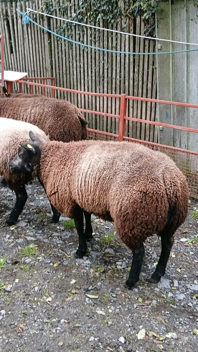 Blue Texel SIS Ram Lambs and Ewe Lambs - Image 1
