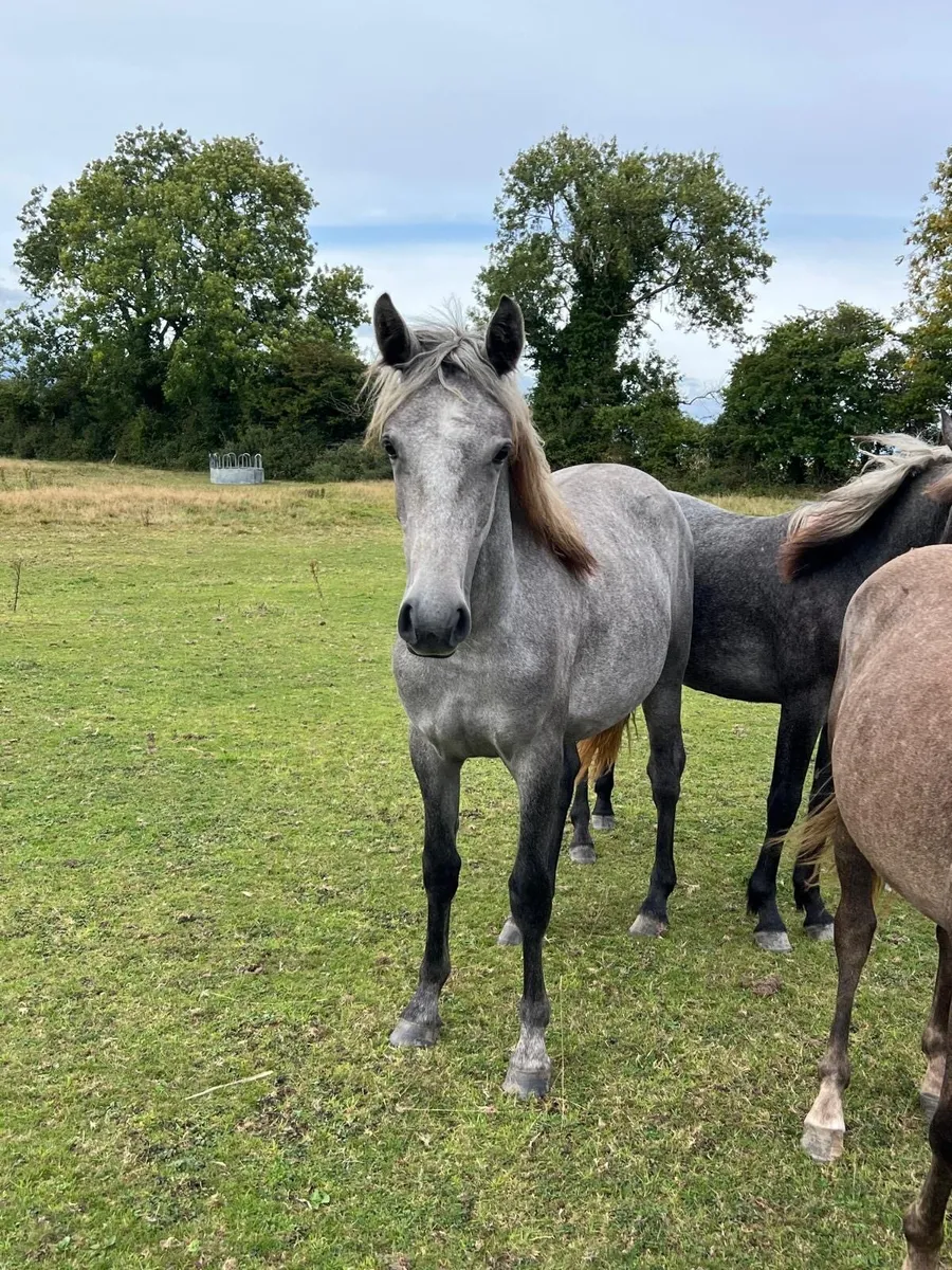 Connemara yearling filly - Image 1