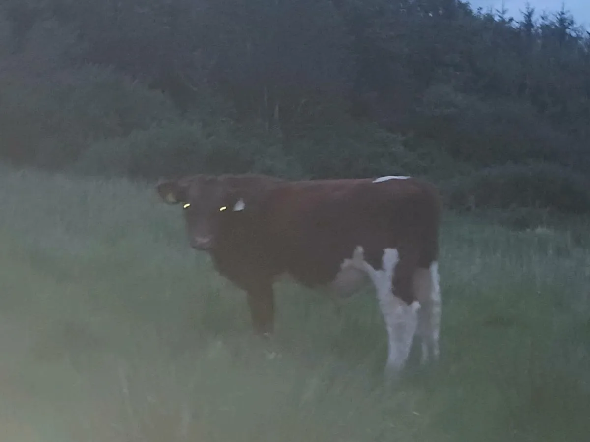 Cattle - Image 2