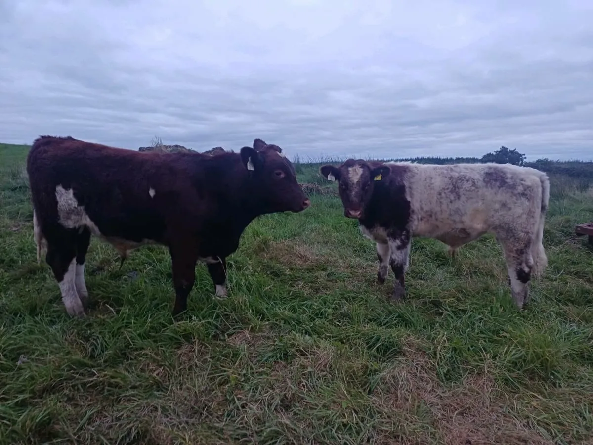Cattle - Image 3