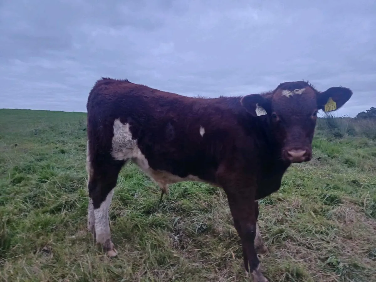 Cattle - Image 4