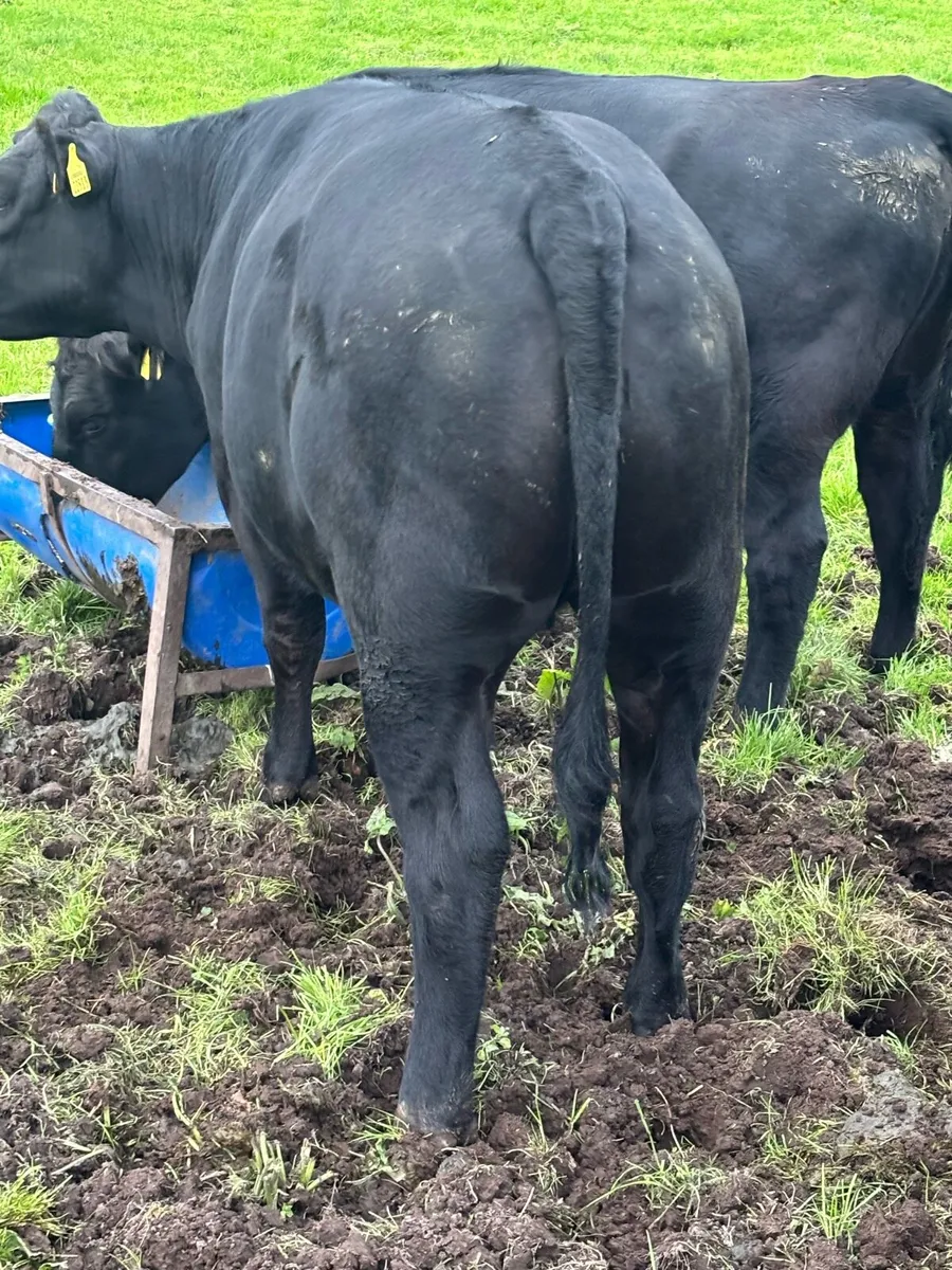 20 Angus heifers - Image 2