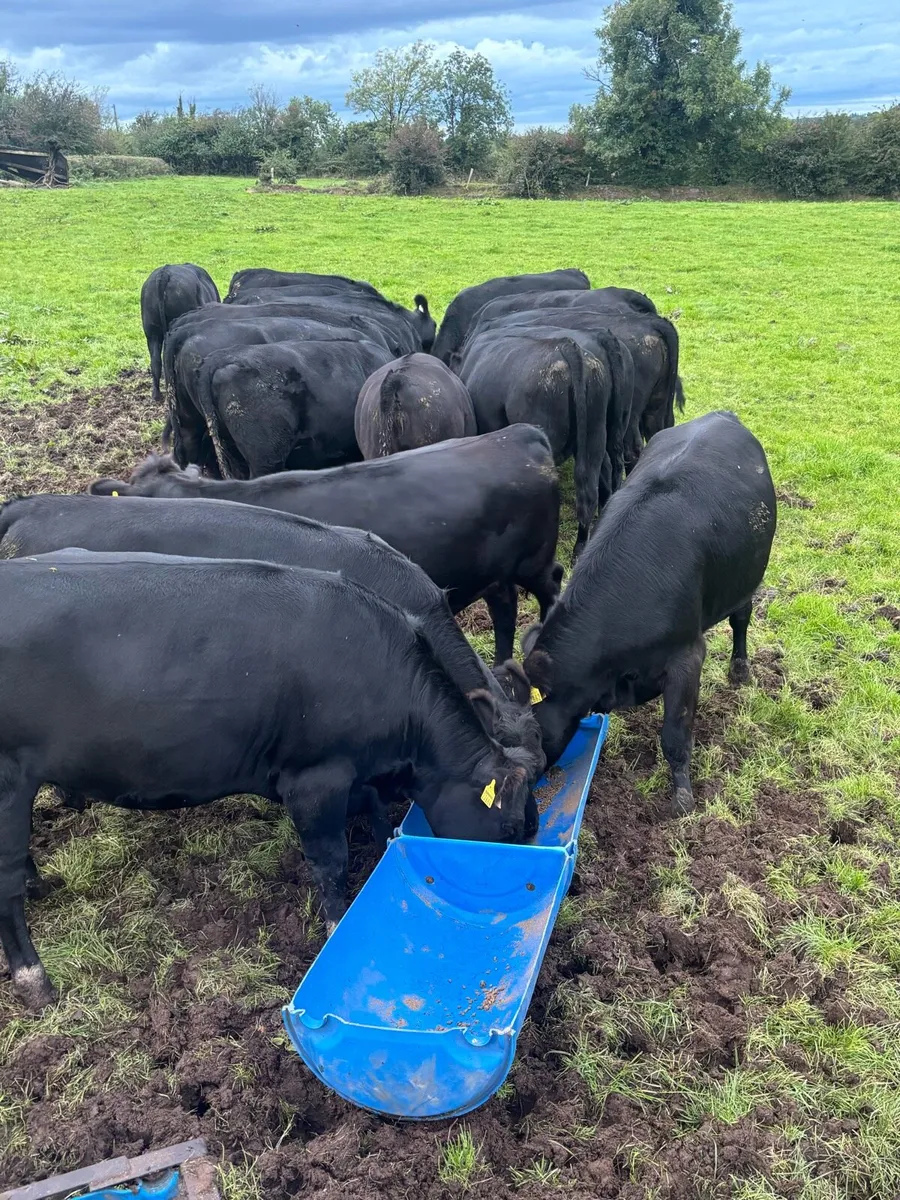 20 Angus heifers - Image 3