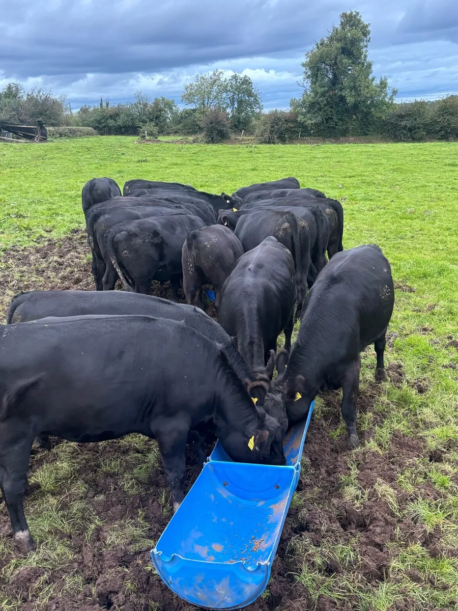 20 Angus heifers - Image 4