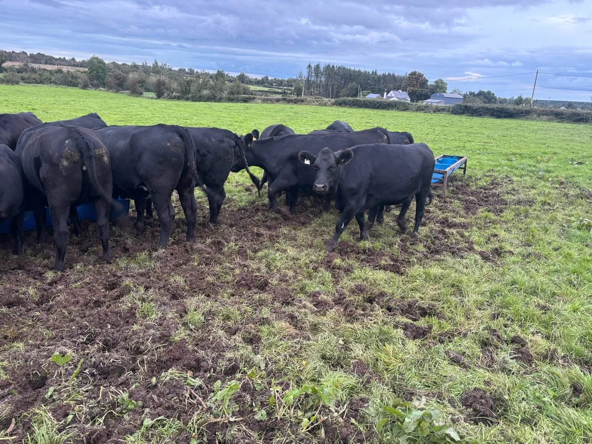 20 Angus heifers - Image 1