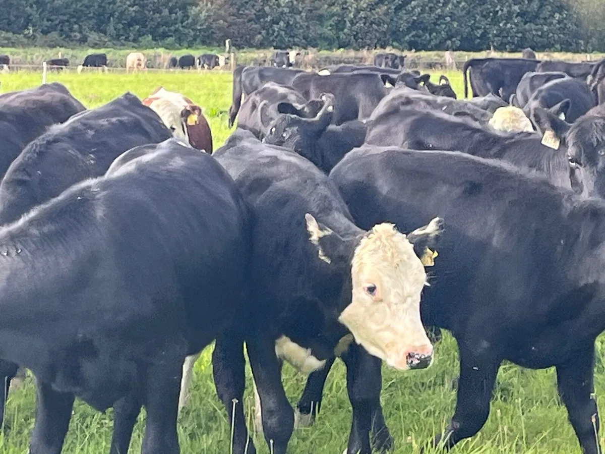 Weanling Heifers - Image 1