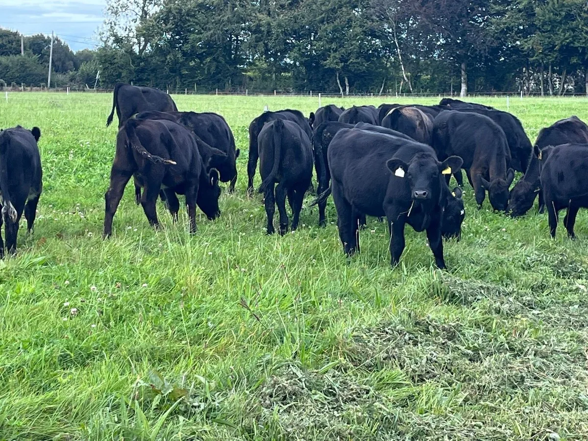 Weanling Heifers - Image 2