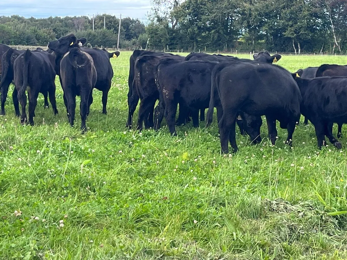 Weanling Heifers - Image 3